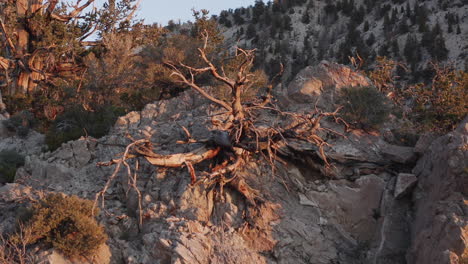 Grannenkiefern-Im-Alten-Grannenkiefernwald-In-Kalifornien,-USA