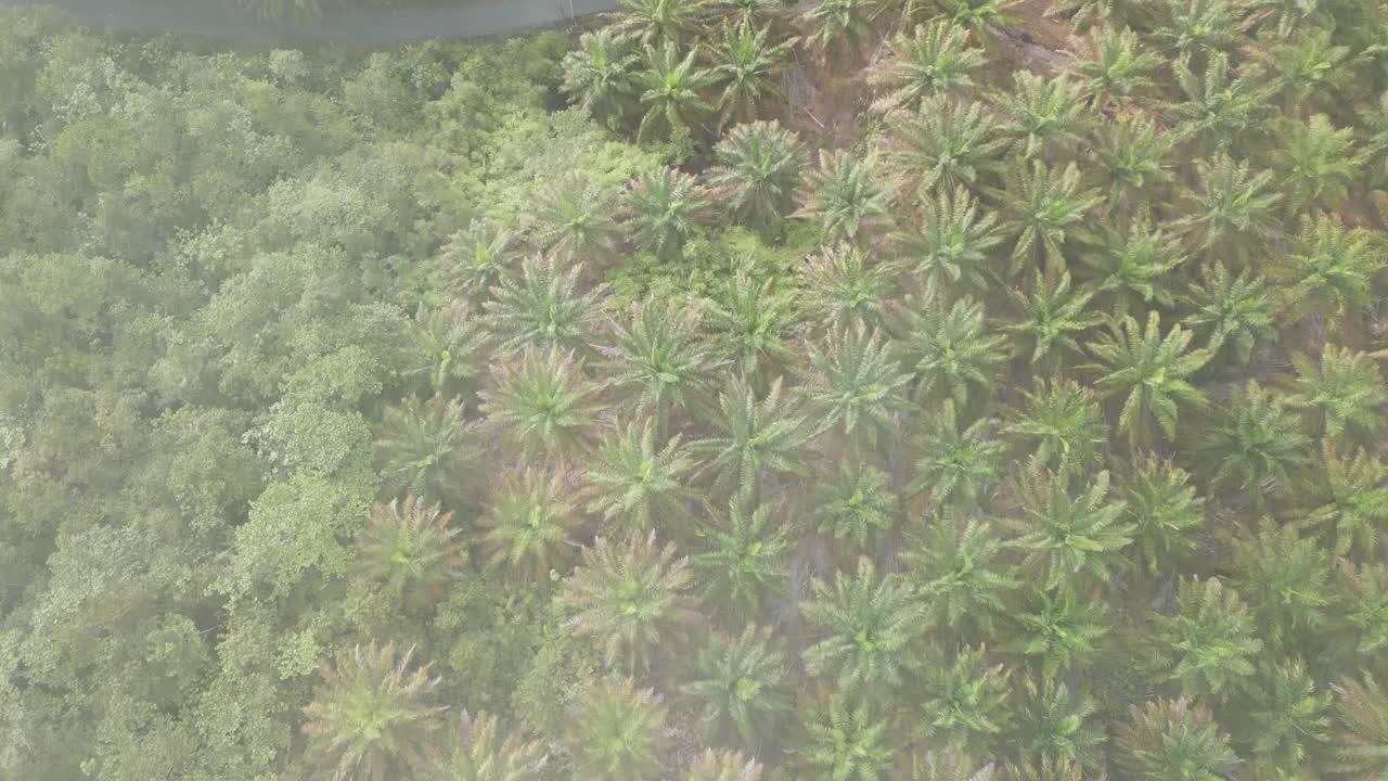 Foggy Sunset Early Morning During Raining Season Asian Tropical Rain forest, with Mountain And Green Valley,Palm Oil Farm,Sarawak,Borneo.