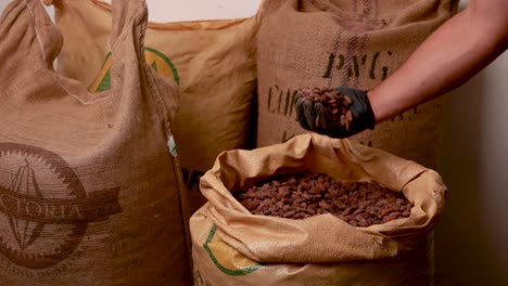 cocoa beans processing