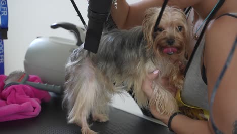 perro feliz siendo atendido en un salón de aseo, secado al aire después del baño