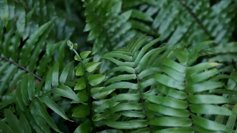 fern leaves up close moving in the breeze