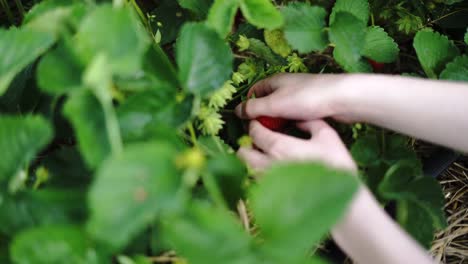 Hands-picking-red-ripe-strawberry-from-organic-bush,-selective-focus