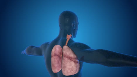 Anatomía de los pulmones humanos