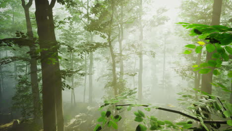 sunlight filtering through lush green trees in a serene forest atmosphere