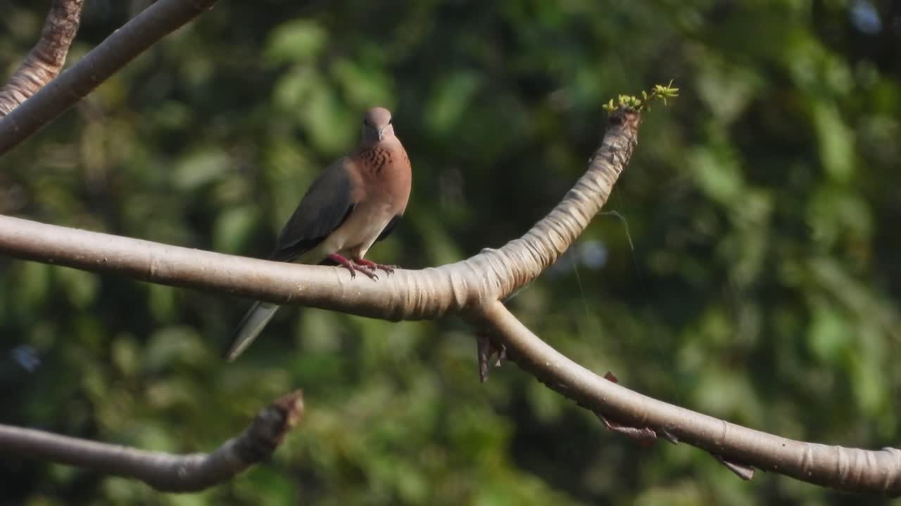 나무에 웃는 비둘기.