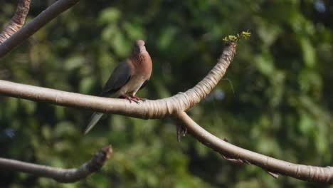 Paloma-Risueña-En-El-árbol-.