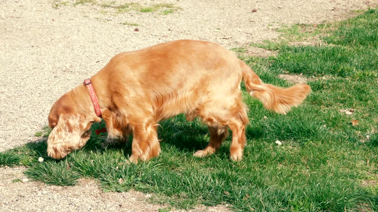 perro cocker activo olfateando en el jardín