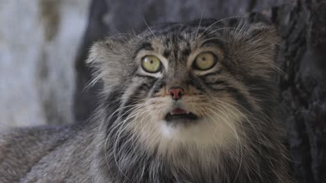 el gato de pallas (otokolobus manul), también conocido como el manul, es un pequeño gato salvaje con pelaje gris claro largo y denso, y orejas redondeadas colocadas abajo en los lados de la cabeza.