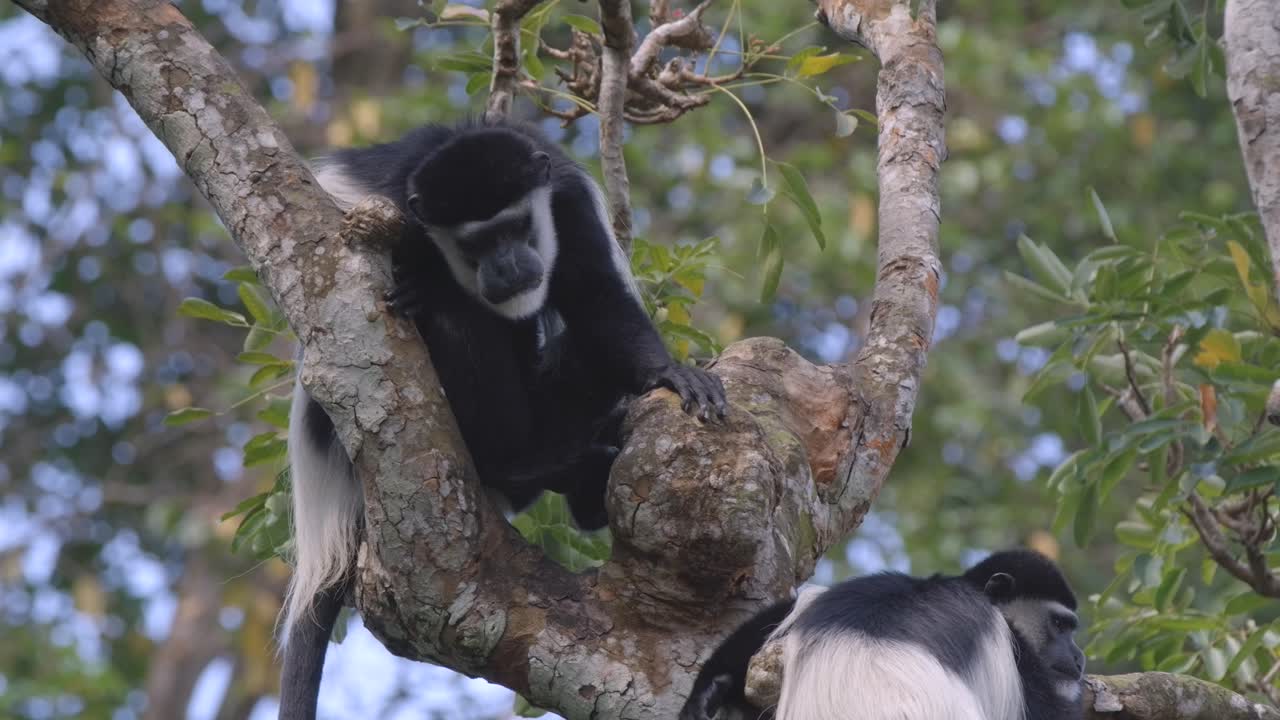 primer plano de un mono colobo blanco y negro sentado en un árbol