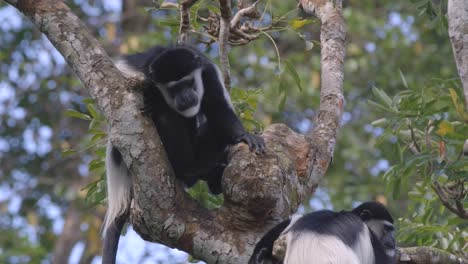 primo piano di una scimmia colobus bianca e nera seduta su un albero