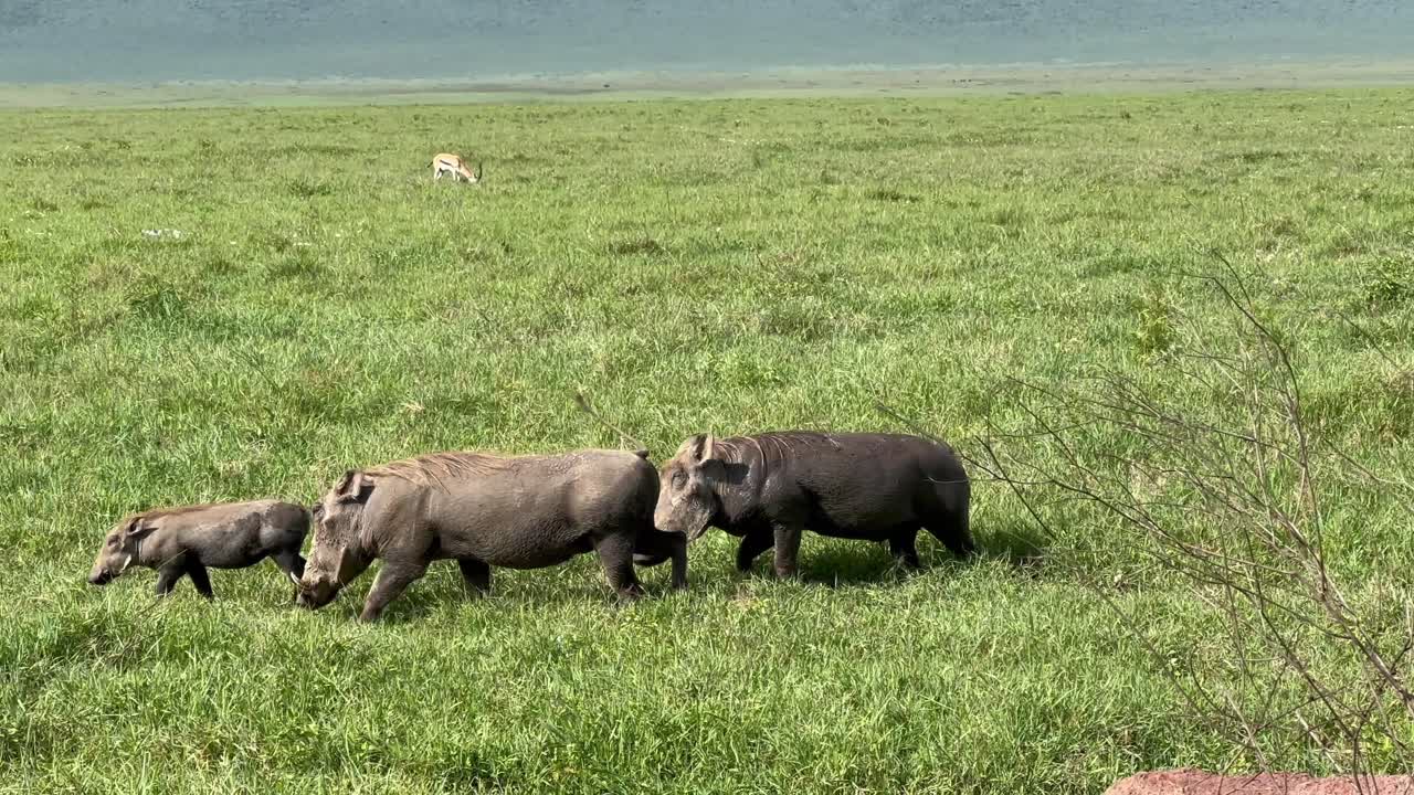 Common warthog (Phacochoerus africanus) herd eating in Ngorongoro Crater. Tanzania.