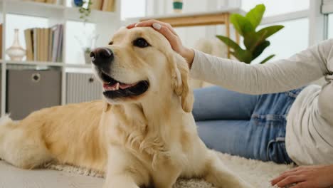 golden retriever dog enjoying hands of girl owner