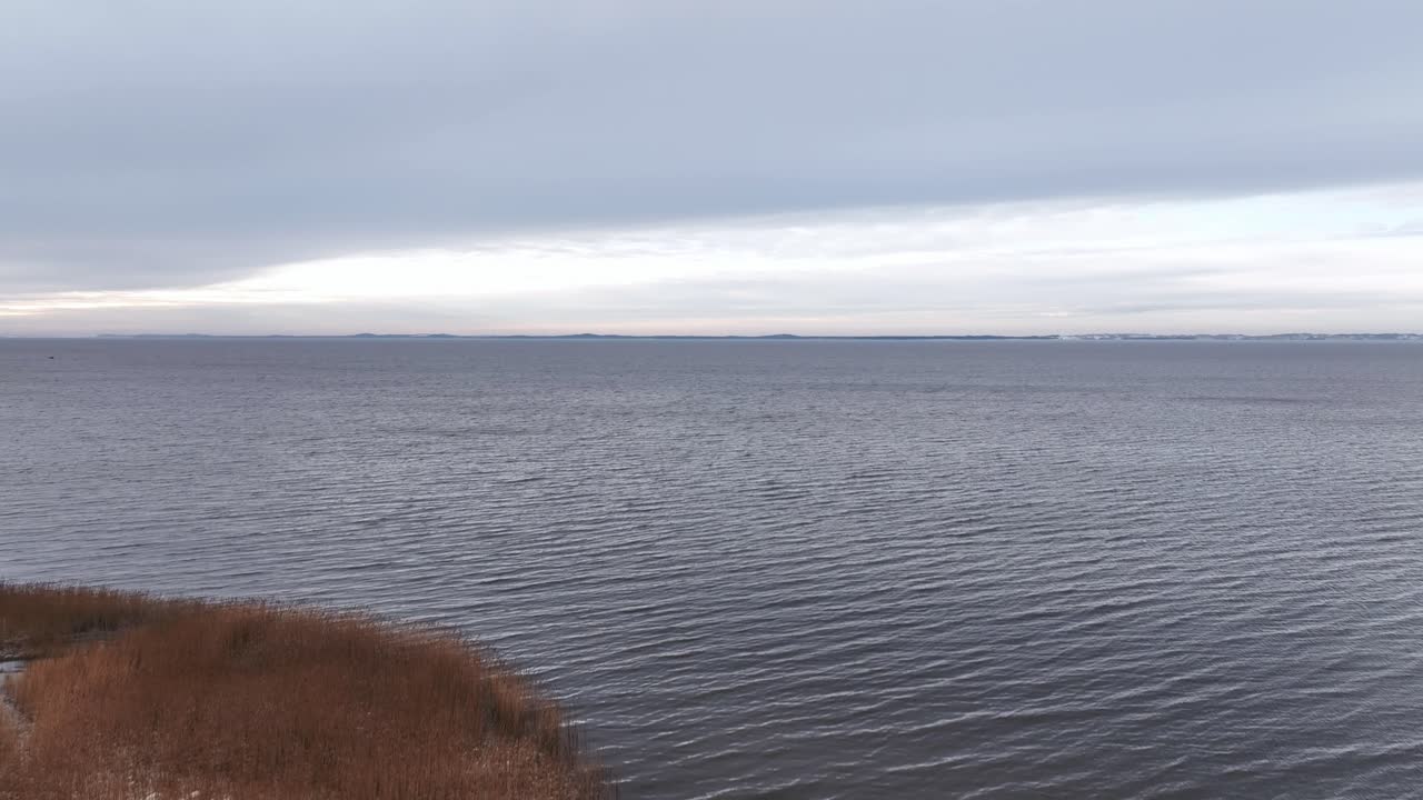 Panoramic view of the Curonian Lagoon coast, swampy and overgrown with grass and reeds. Baltic states Lithuania.
