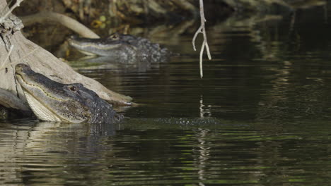 alligator bellows and growls in water next to cypress tree 2