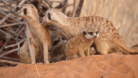 family of meerkats with pup grooming each other, close up