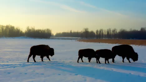 el primer plano de la manada de búfalos con crías de bisonte comienza su viaje para unirse a su manada mientras los bebés recibían su leche matutina de su madre durante un derretimiento de invierno temprano al amanecer