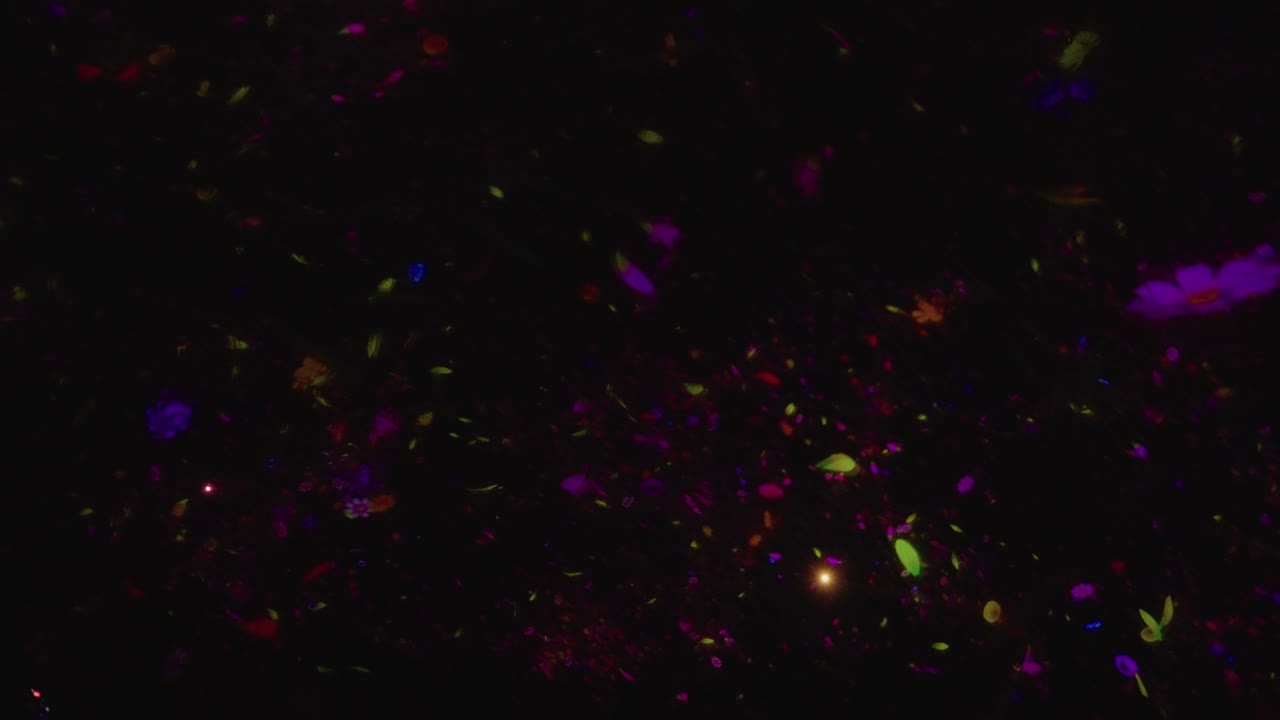 꽃잎이 어두운 배경을 밝히면서 디지털 공간 디스플레이를 통해 날아갑니다.