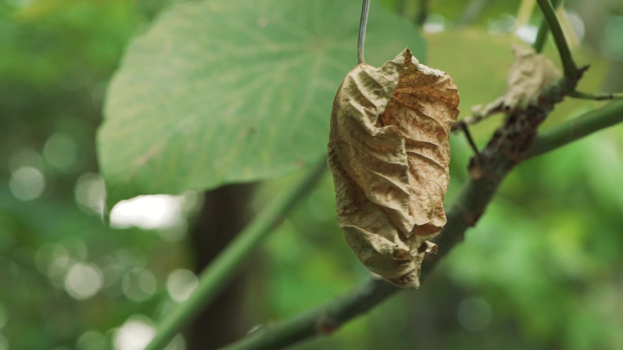 Primer plano de una hoja de otoño seca y marrón colgando de una rama contra un fondo difuminado