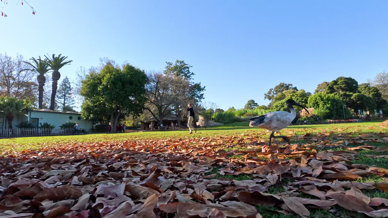 이비스 새가 잔디로 된 공원에서 고 있다