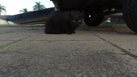 Streunende-Pechschwarze-Katze-Liegt-Thront-Unter-Einem-Bootsanhänger-In-Einem-Alten-Bootshof