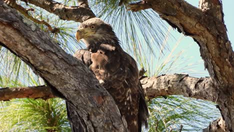 Close-shot-of-upper-body-of-an-immature-bald-eagle-in-a-pine-tree