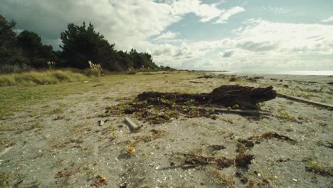 tilt-up reveal shot of driftwood on a beach of new zealand