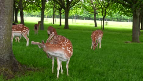 brown and white spotted deer stop grazing to lick itself in phoenix park, dublin