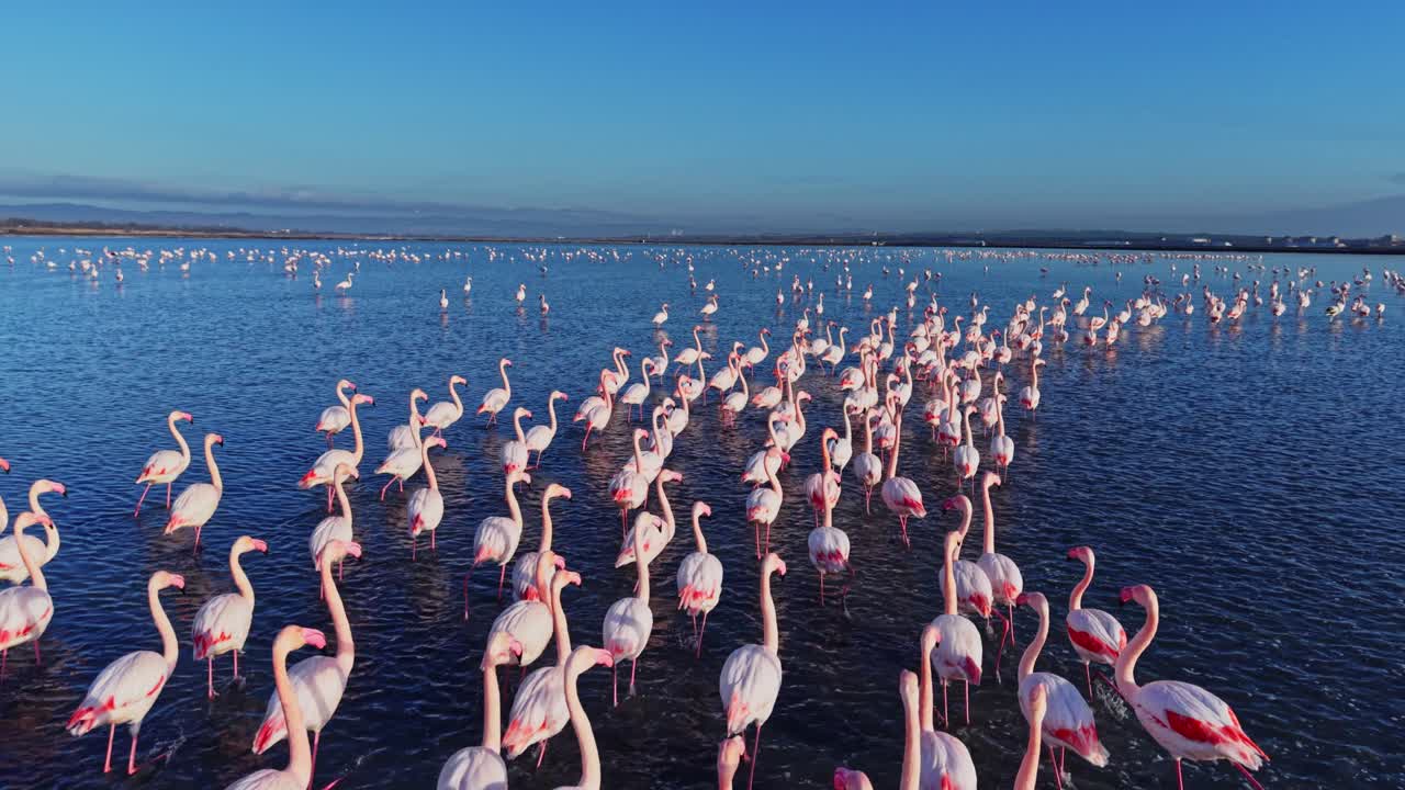 Flamingos gather in shallow water at a wetland during bright daylight
