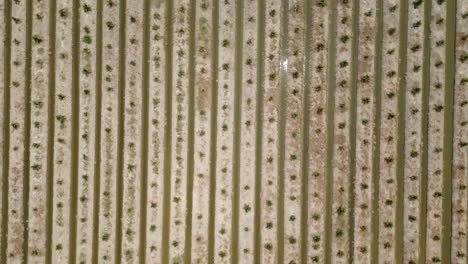 aerial view of a palm tree plantation with irrigation channels