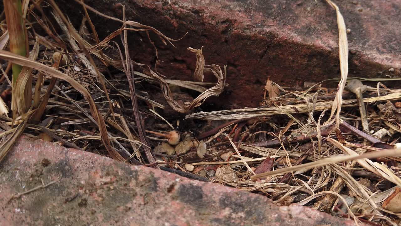 Ants in their nest close-up