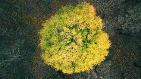 aerial forest in amazing autumn shades with road hiding under treetops