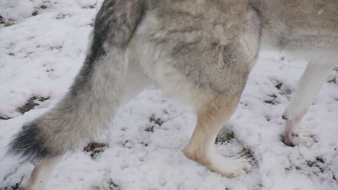 Close up of wolf legs walking in white snow during winter, fur wild animal