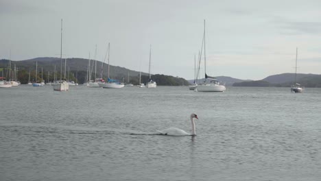 single-white-Swan-swimming-across-lake-windermere-in-the-Lake-District-with-boats-in-the-background