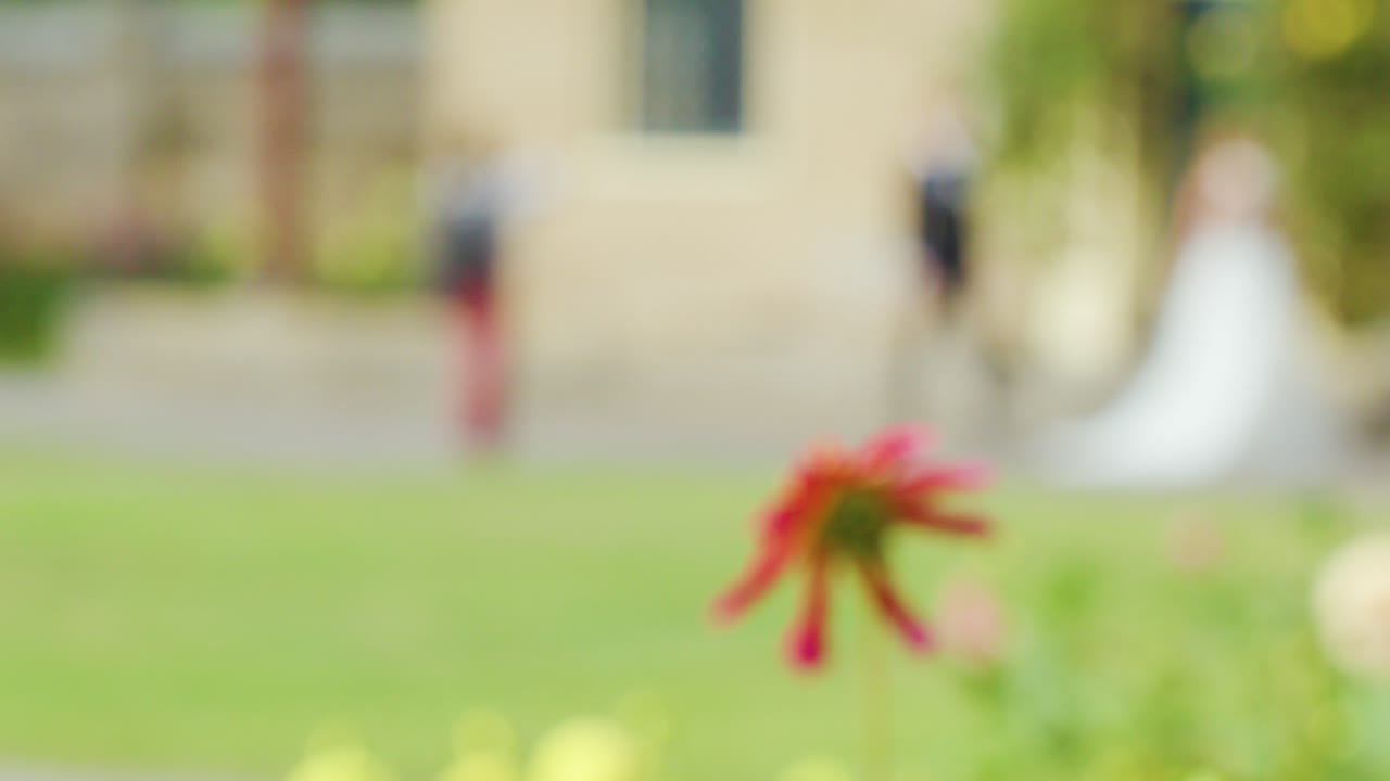 Bride and photographer interact in vibrant flower garden, shallow depth of field, soft natural lighting