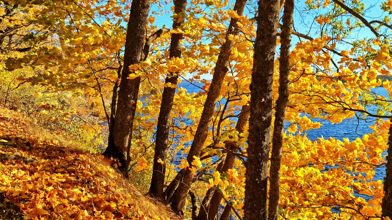 Autumn fall season gold brown leaves color forest gentle moving wind nature near lake water