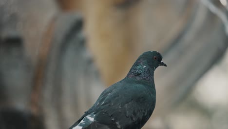 Toma-Selectiva-De-Palomas-Domésticas-Al-Lado-De-Una-Cascada-En-Antigua,-Guatemala