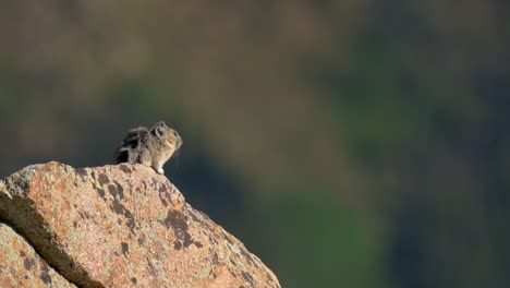 Amerikanische-Pika-bergmaus,-Die-Auf-Einem-Felsen-Sitzt,-Während-Wind-Pelz-In-Colorado-Bläst,-Handheld