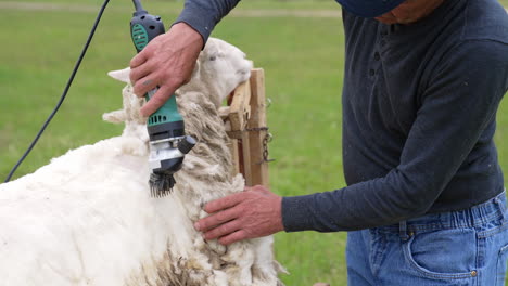 farmer cutting wool on a sheep. process of shearing wool sheep with an electric machine outdoors. cute sheep becomes white after shearing wool.