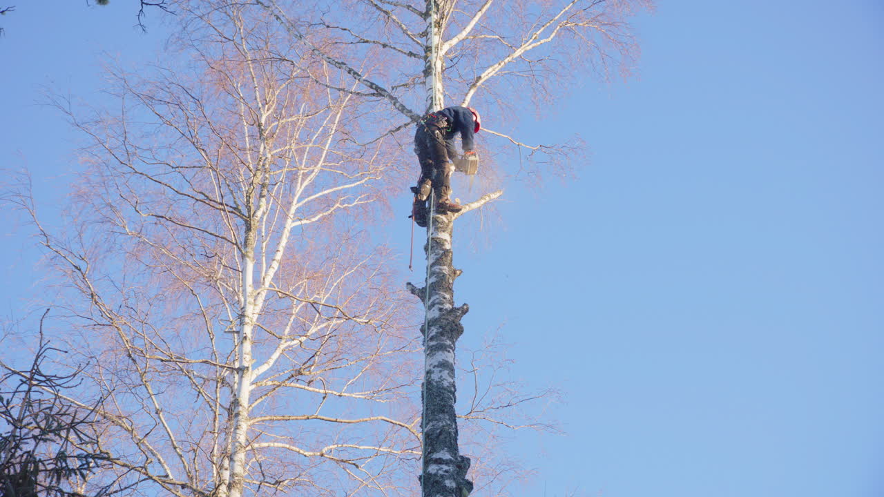 Petrol chainsaw used to dismantle branches of birch tree by female arborist