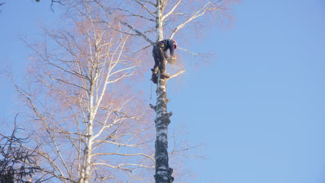 petrol chainsaw used to dismantle branches of birch tree by female arborist