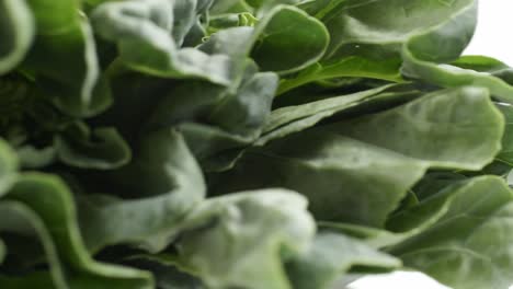 kale fresh green leaves rotating turning and macro close up on the white background