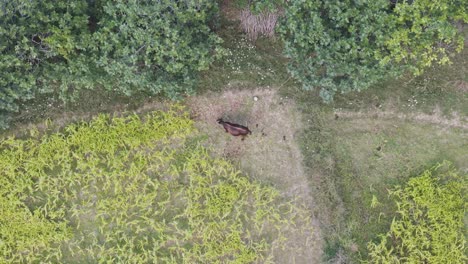 Luftaufnahme-Von-Oben-Nach-Unten-Auf-Braune-Milchkühe,-Die-Allein-Auf-Der-Grünen-Wiese-Grasen