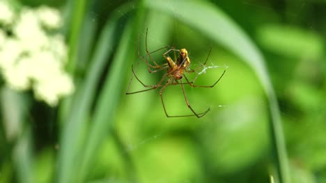 two spiders copulate in their spider's web out in the green