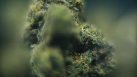 macro rotativo video suave de una planta de cannabis, cepas híbridas, sativa, flor de marihuana, cámara lenta 120 fps, iluminación de estudio, borrón de sueño