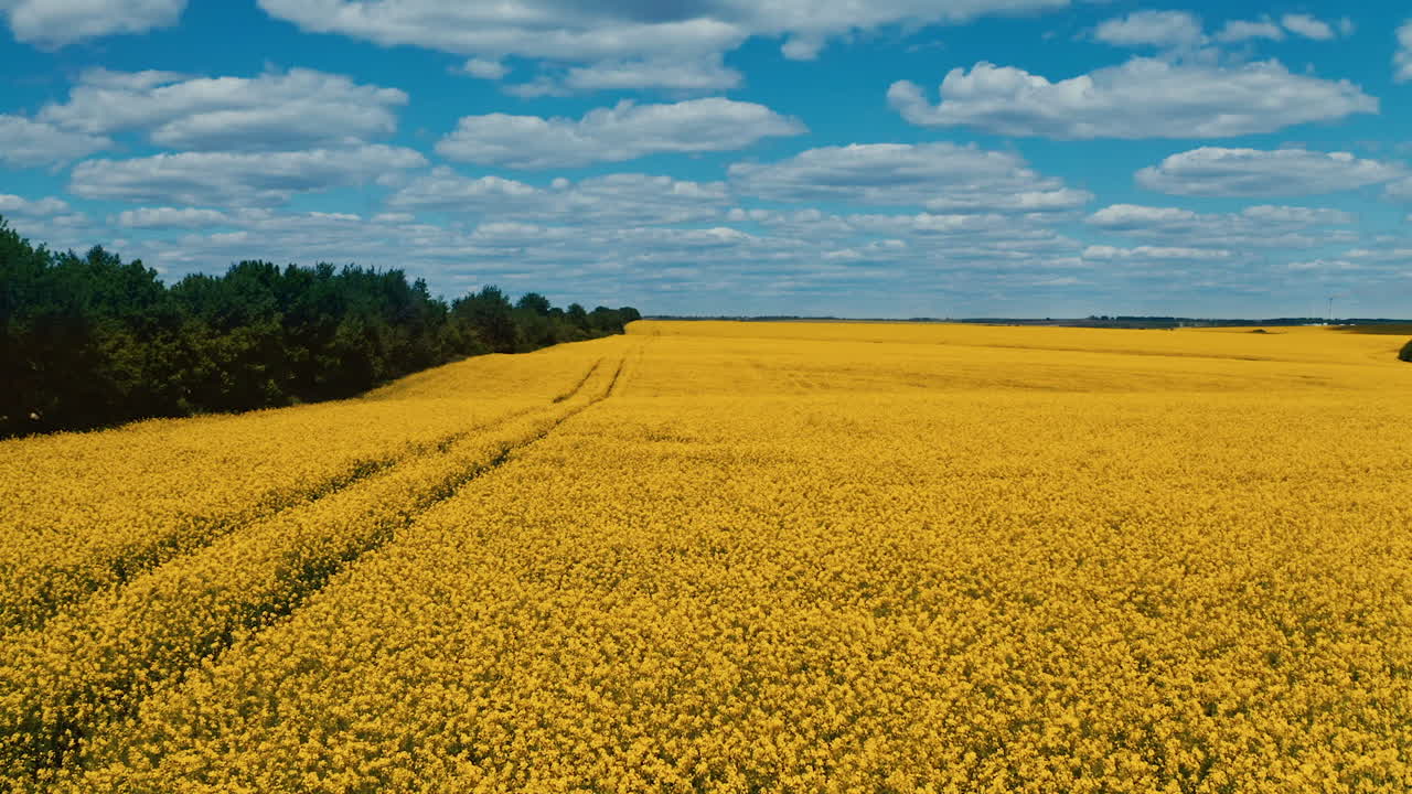 Beautiful yellow field under blue sky. Large rapeseed field. Agricultural landscape. Aerial view. Motion camera to the right.