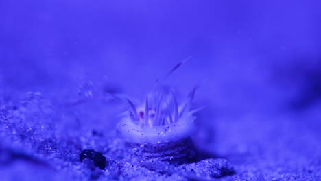 weird alien looking sea creature filmed using changing coloured underwater lights