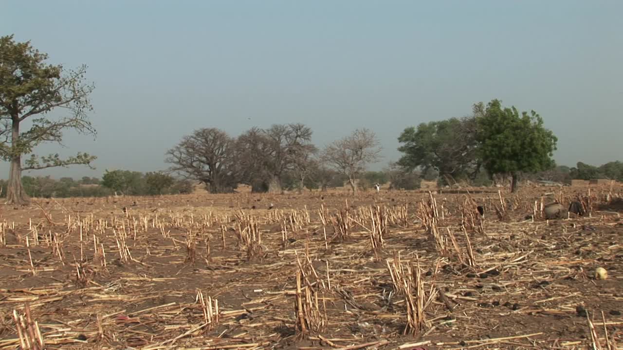 Dry-season stubble field near Navrongo in northern Ghana’s Guinea savanna, with scattered trees and parched soil under a hazy sky