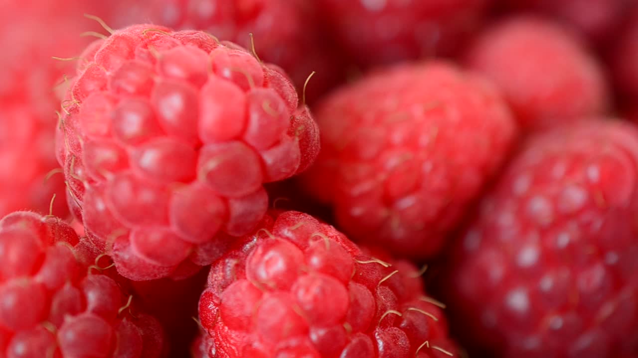 Shooting of raspberry. Summer berries