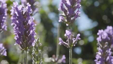 vista cercana de los tallos de lavanda balanceándose suavemente con el viento.