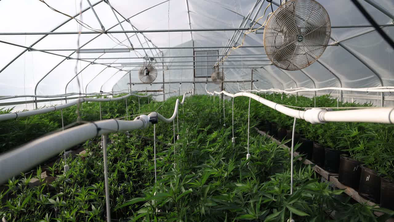 Fans circulate air inside a greenhouse filled with lush green cannabis plants. Irrigation lines feed sprinkler heads over crop of hemp or marijuana plants. Legalization and medicinal use of cannabis.